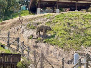 斜面のゾウさん