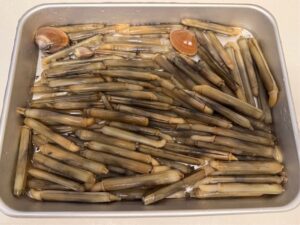 バットに広げたマテ貝